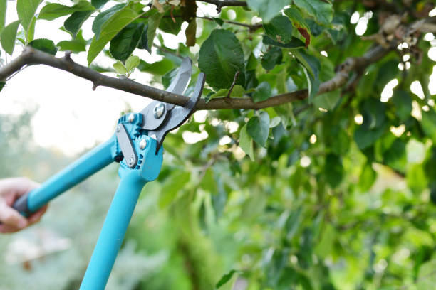 Best Emergency Tree Service  in USA